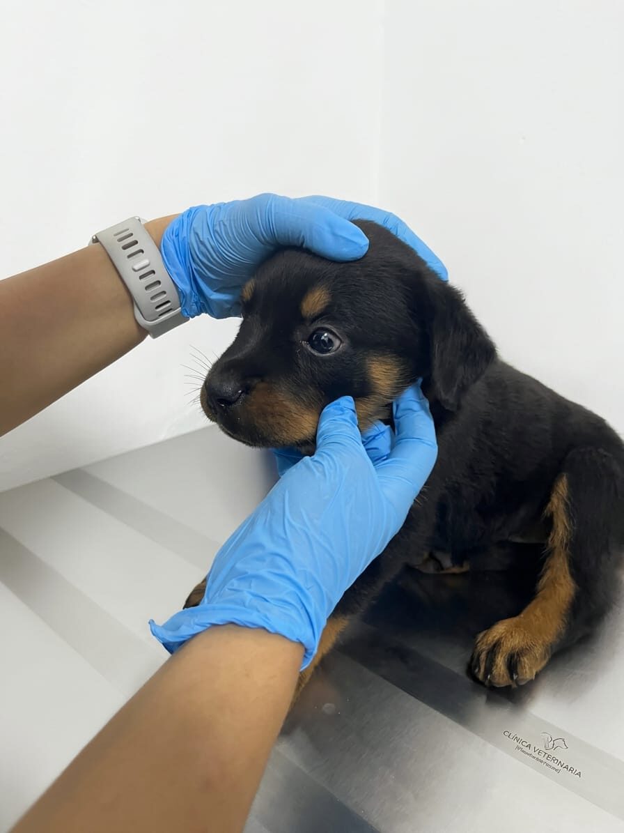 Veterinaria con guantes examinando a un cachorro negro y café sobre la camilla del consultorio de Tayra en Bello