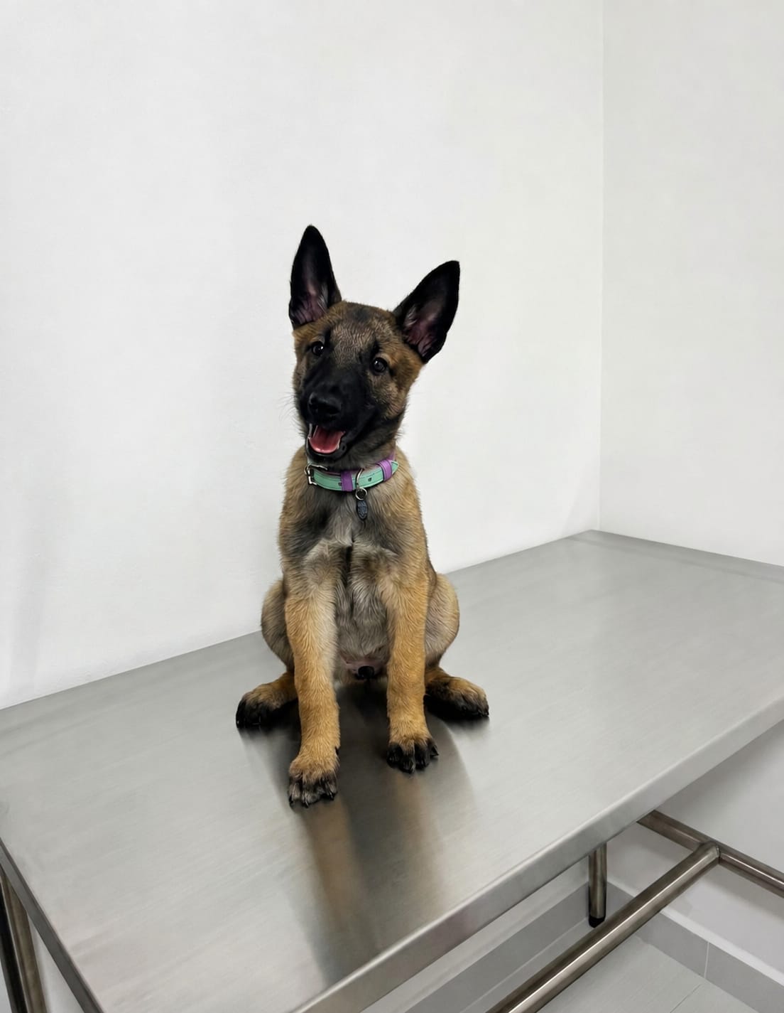 Cachorro sentado sobre la mesa de acero inoxidable del consultorio de Tayra en Bello