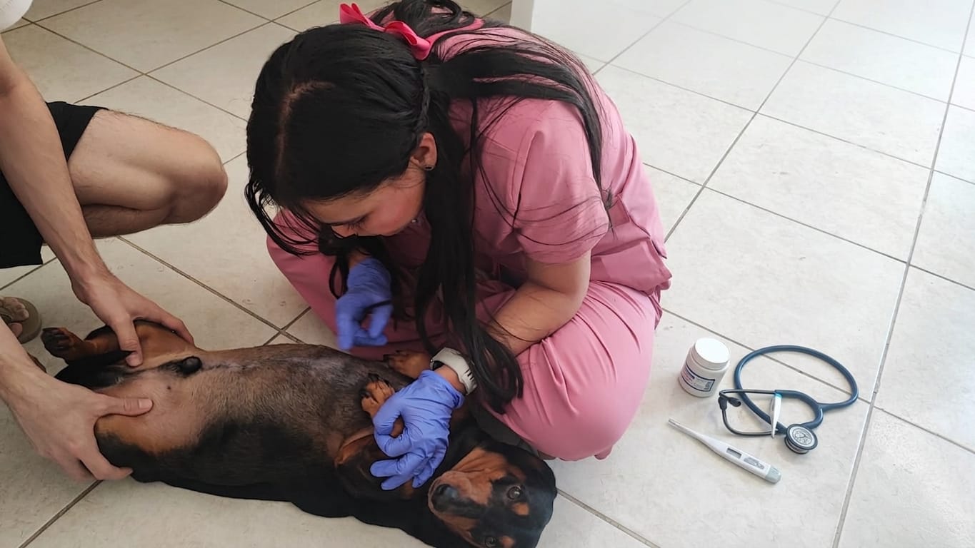 Veterinaria de Tayra atendiendo a un perro en el piso de la casa del tutor, con estetoscopio y termómetro al lado