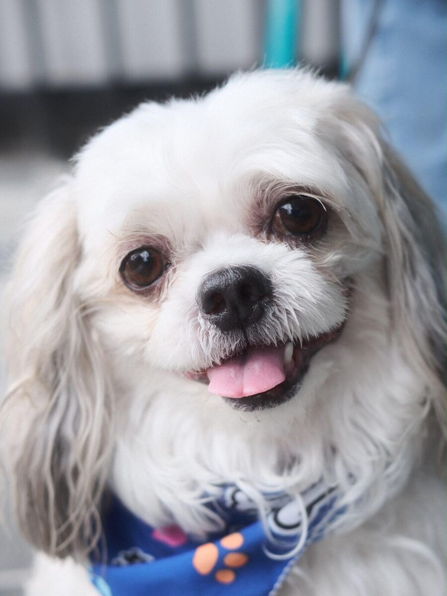 Paciente de Tayra: perro shih tzu blanco con pañoleta azul